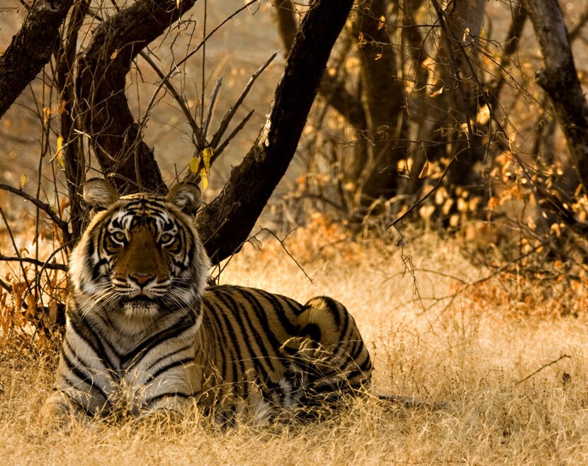 Ranthambore & Marwar package