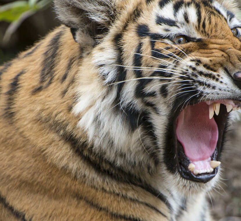 Rajasthan Wildlife Packages